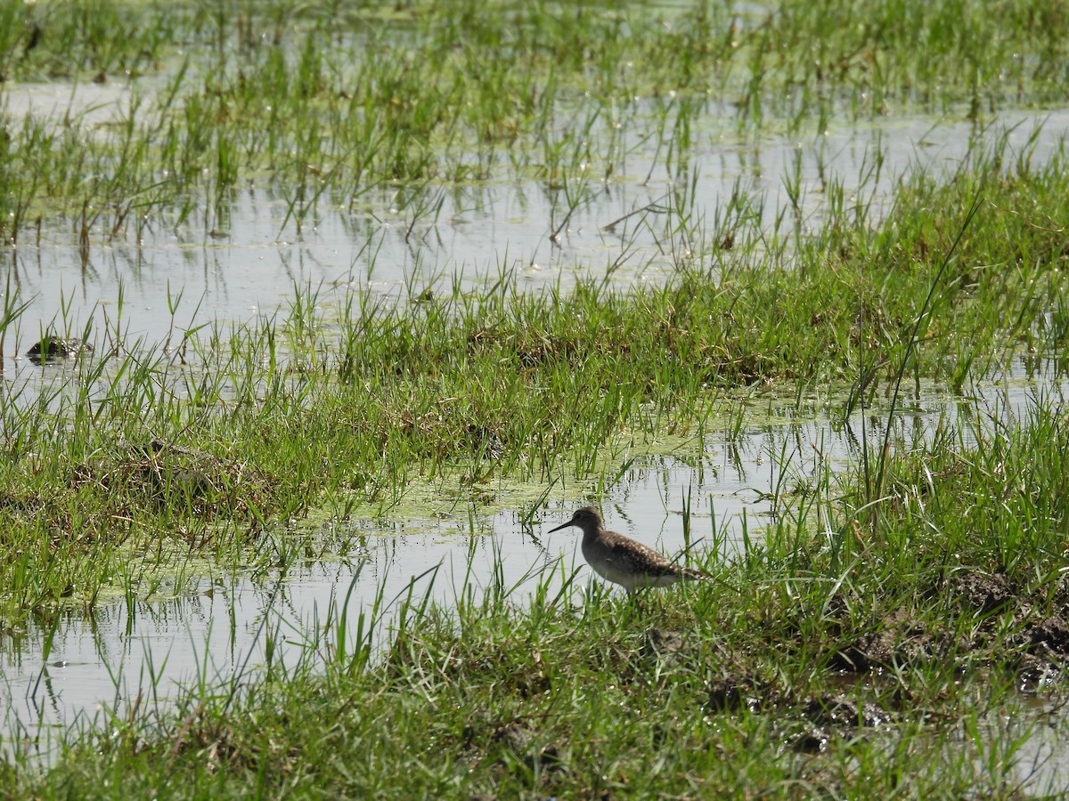 vodouš bahenní - ML645944613