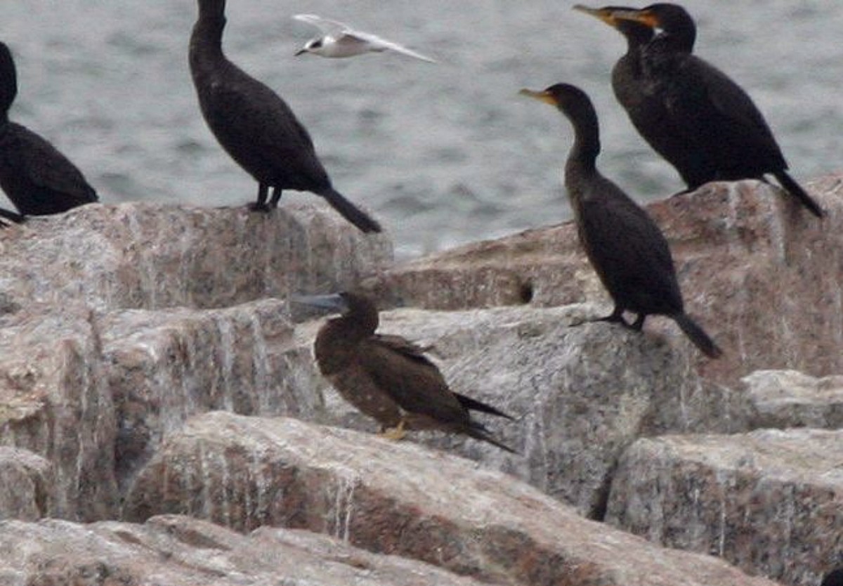 Brown Booby - ML645944615
