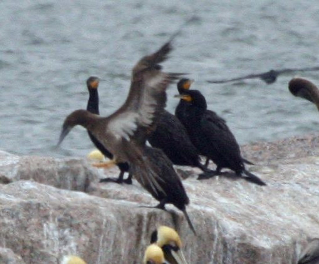 Brown Booby - ML645944619