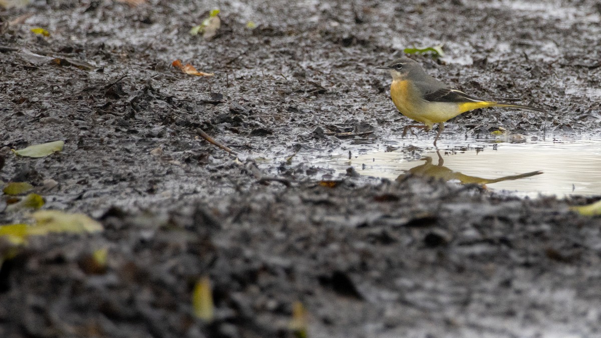 Gray Wagtail - ML645944620