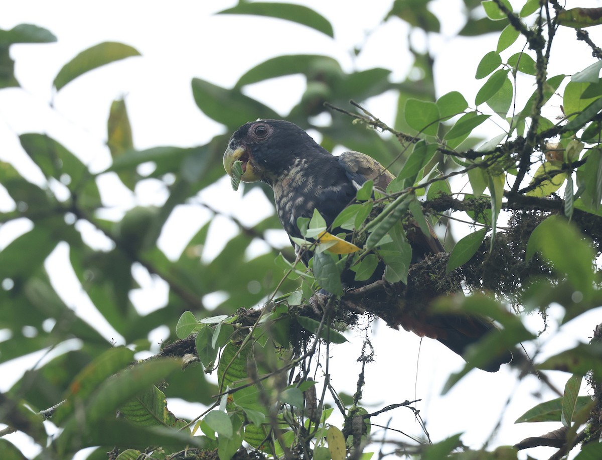 Bronze-winged Parrot - ML645944621