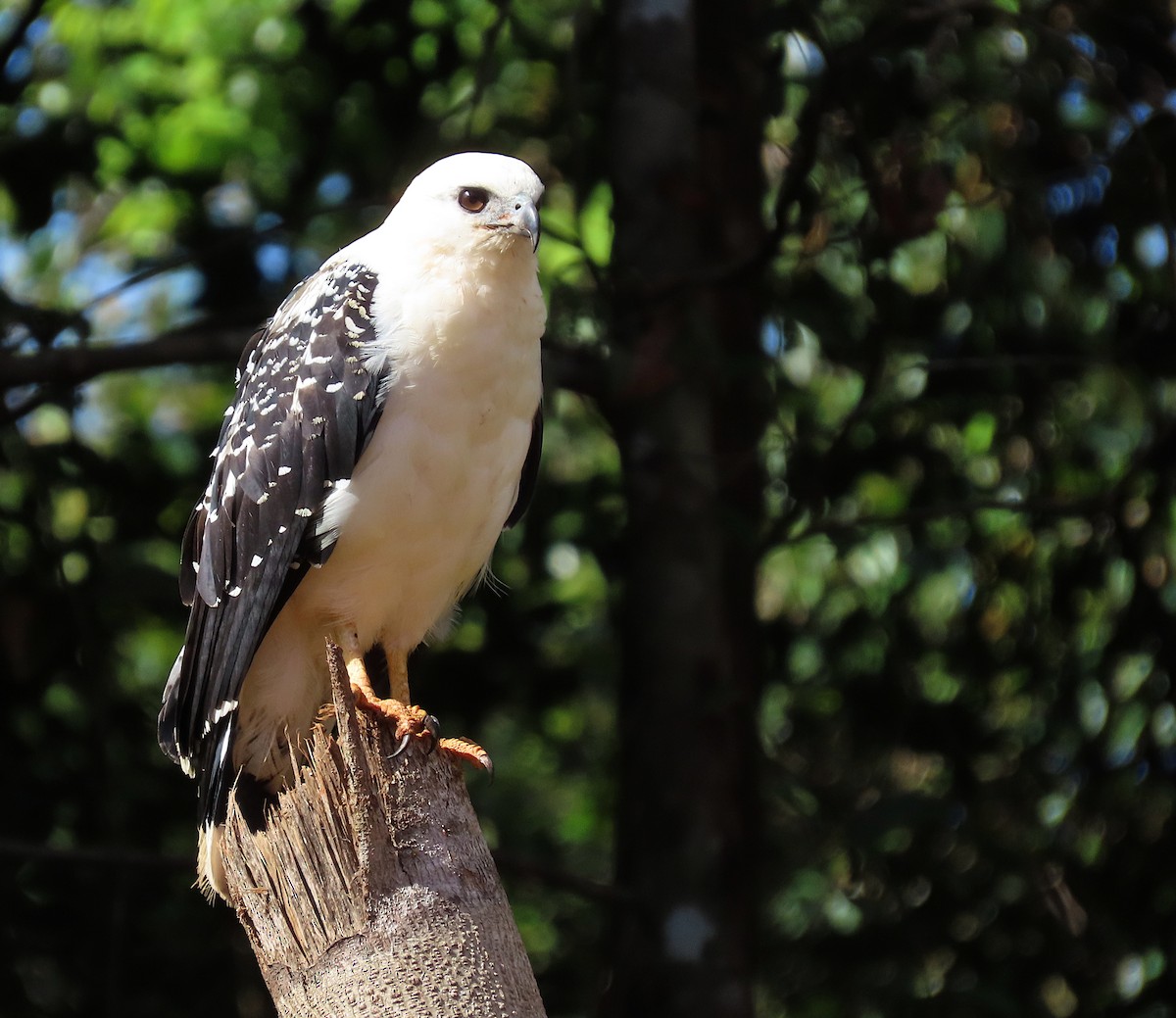 Белая агуйла - ML645944622