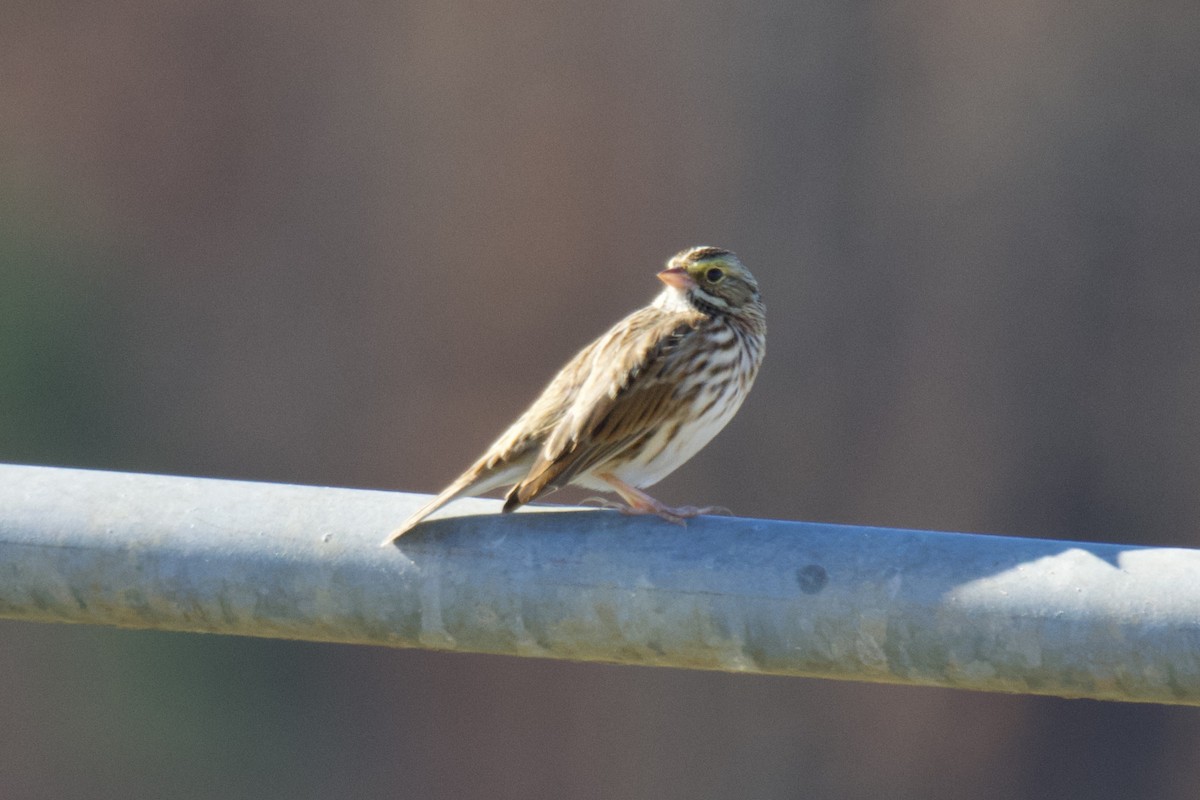 サバンナシトド - ML645944624