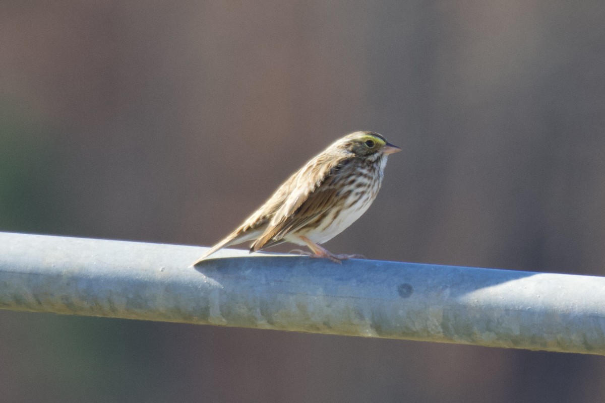 Savannah Sparrow - ML645944625
