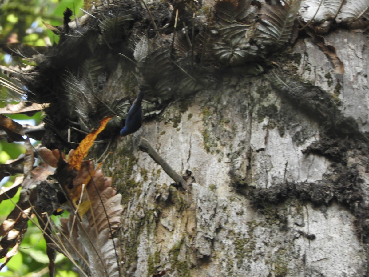 Чернолобый поползень - ML645944626