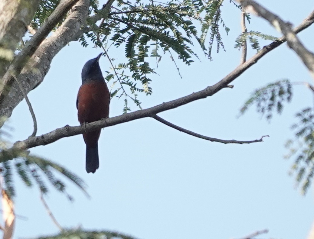 Chestnut-bellied Rock-Thrush - ML645944628