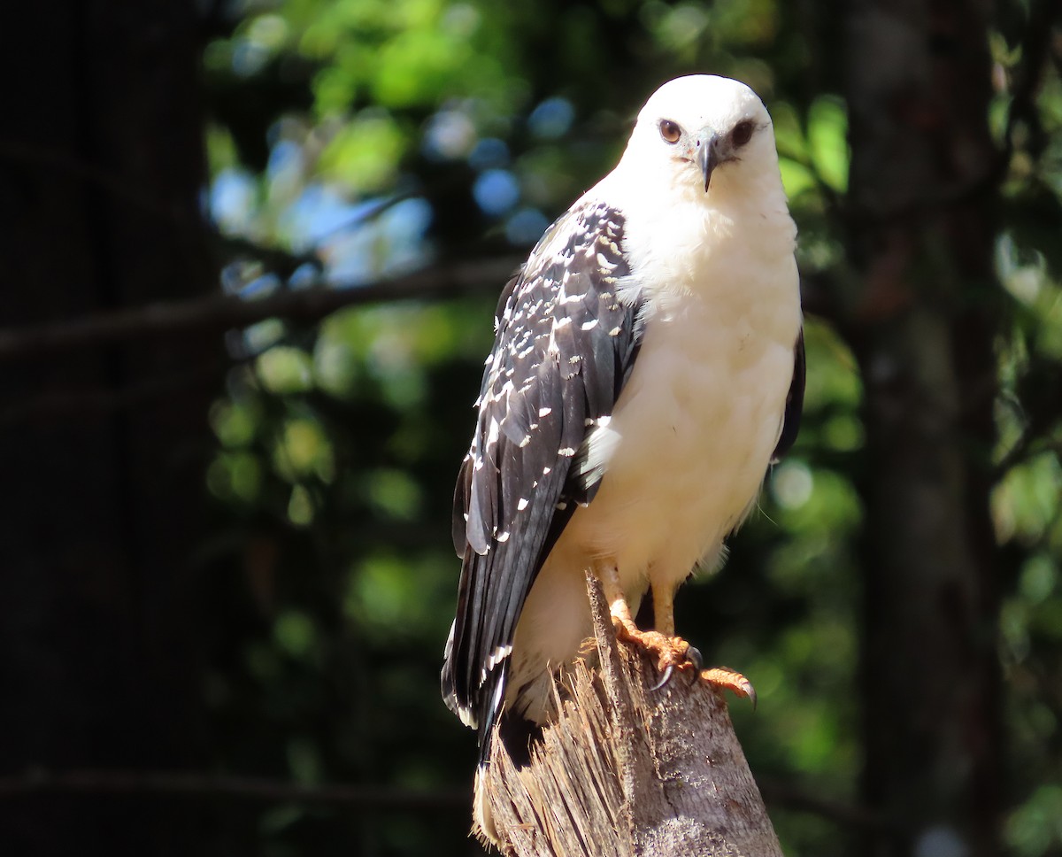 Белая агуйла - ML645944629