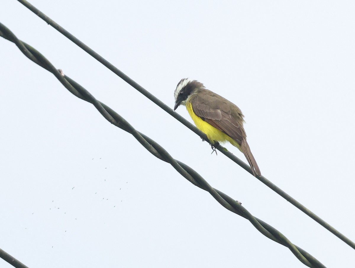 Rusty-margined Flycatcher - ML645944630