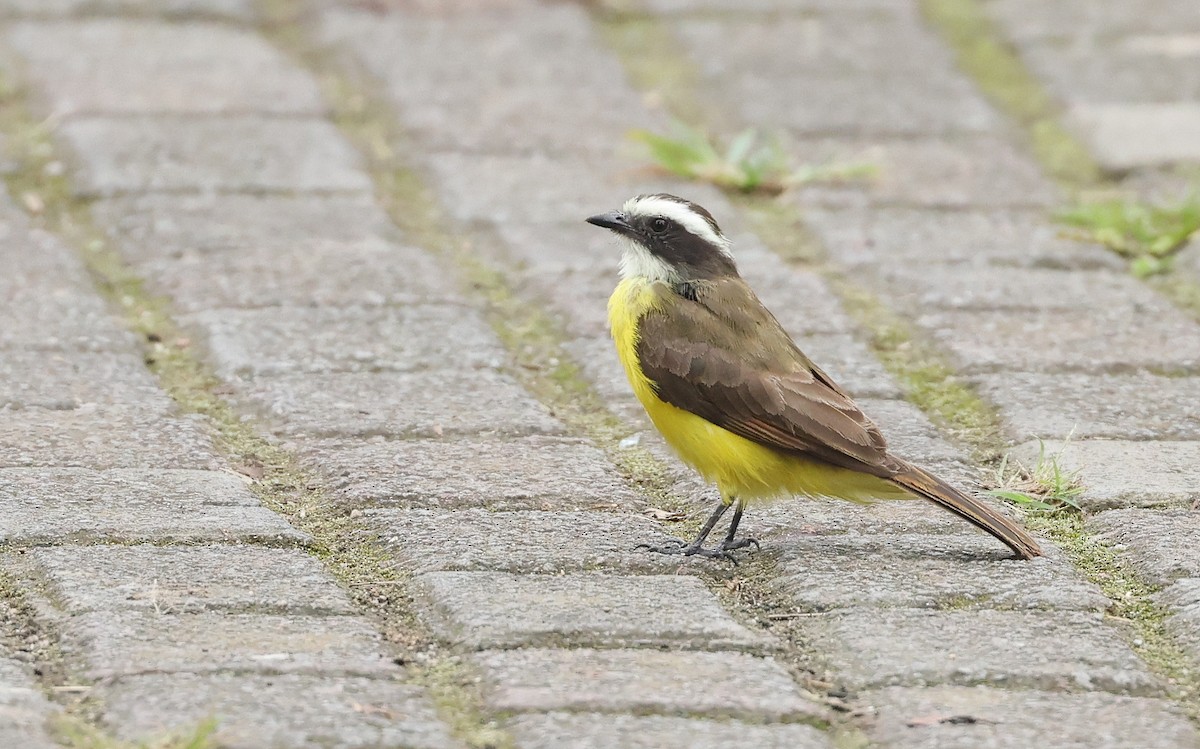 Rusty-margined Flycatcher - ML645944631