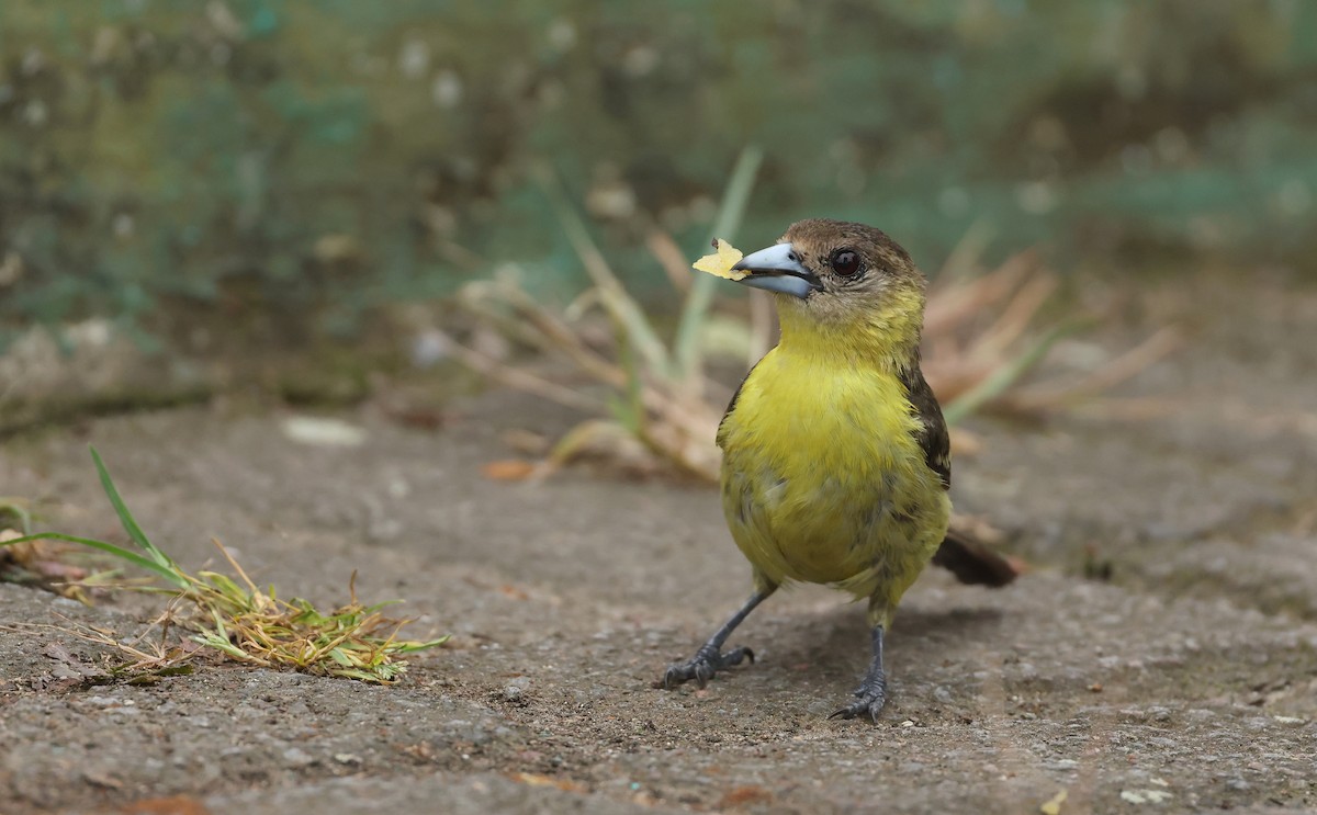 Красноспинный сереброклюв - ML645944640