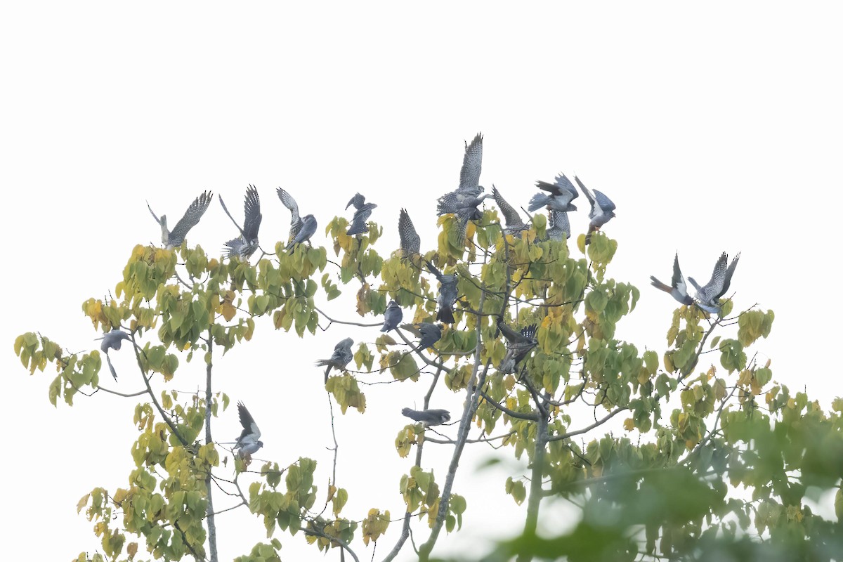 Амурский кобчик - ML645944641