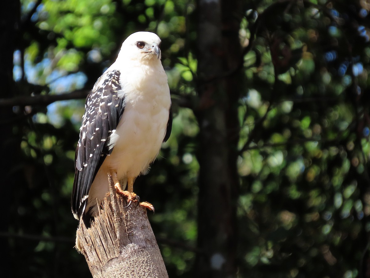 Белая агуйла - ML645944643