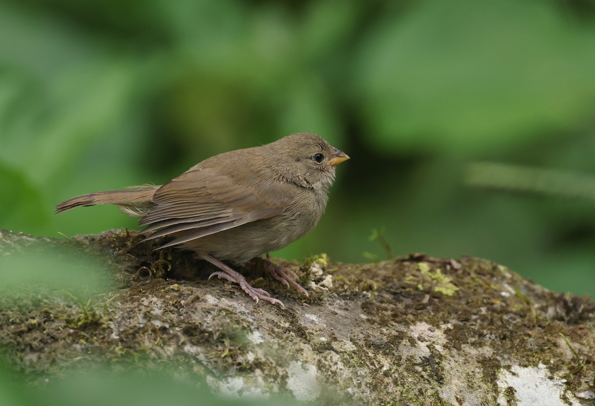 Бурый семилеро - ML645944644
