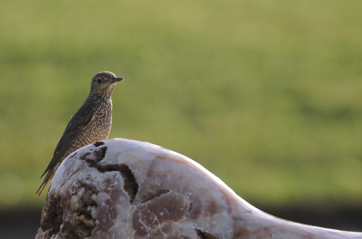 Синий каменный дрозд - ML645944645