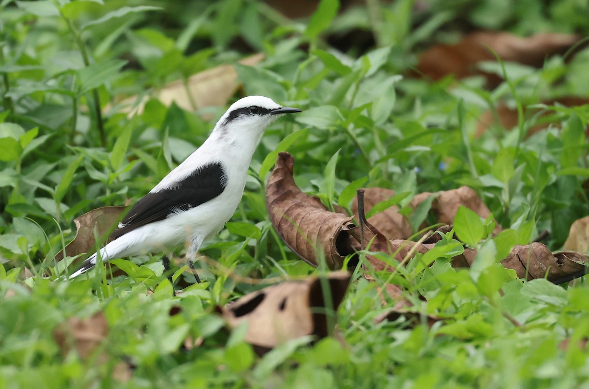 Масковый мухолов - ML645944646