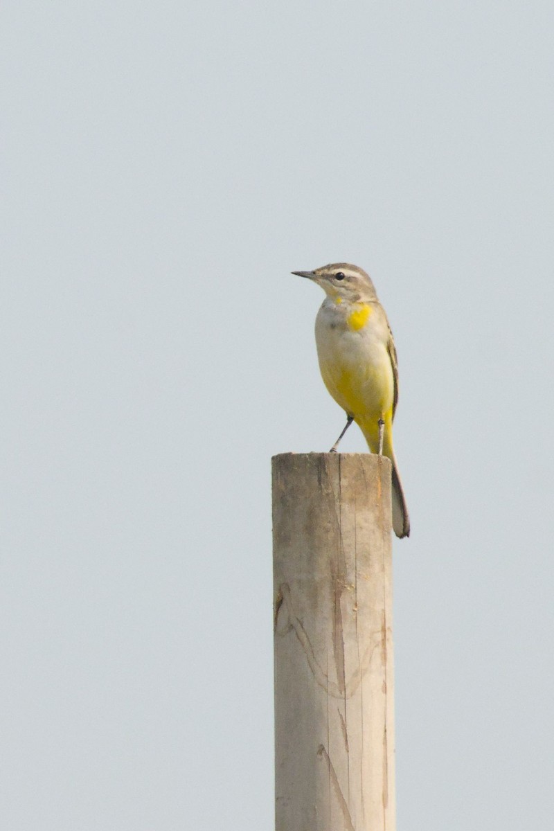 Жёлтая трясогузка - ML645944648