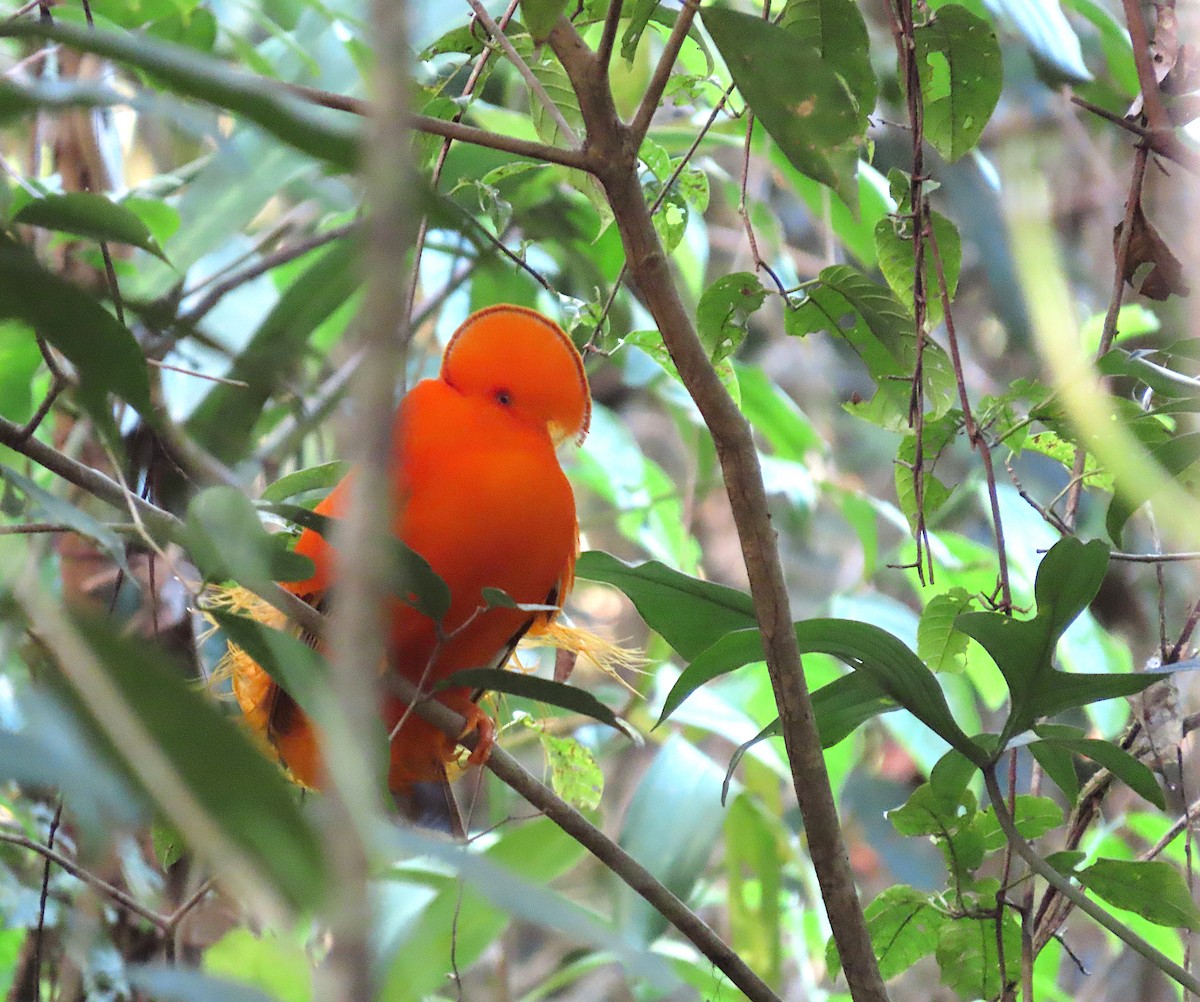 Гвианский скальный петушок - ML645944649