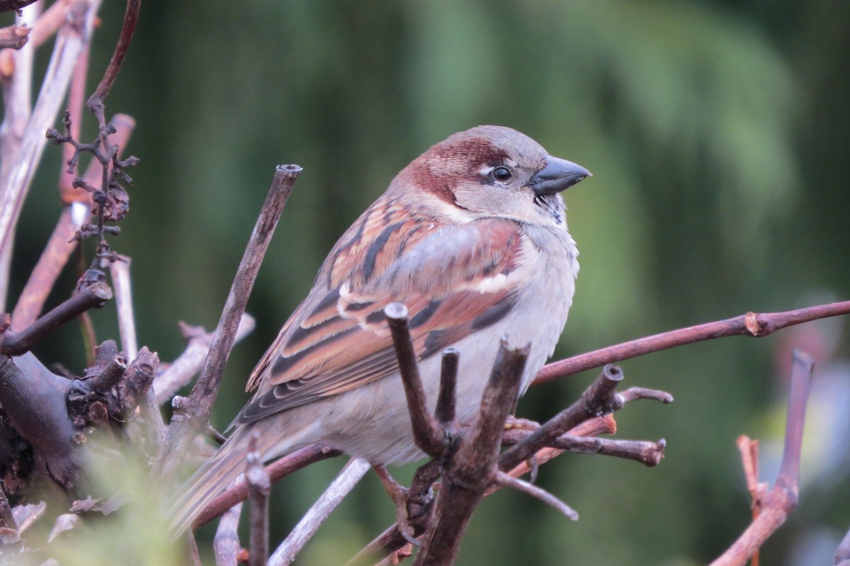 Домовый воробей - ML645944650