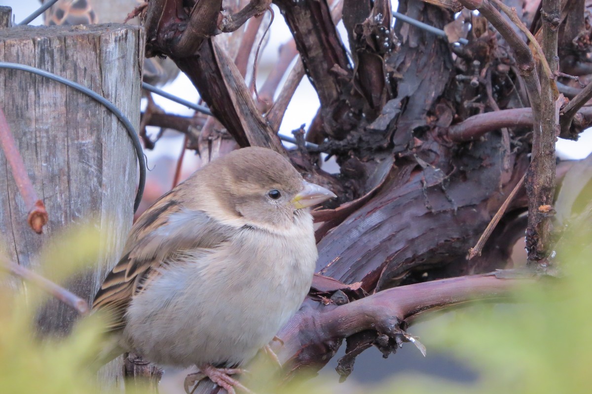 Домовый воробей - ML645944651