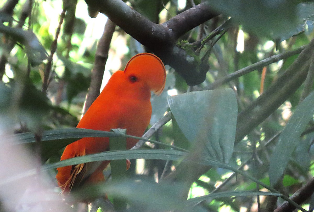 Guianan Cock-of-the-rock - ML645944653