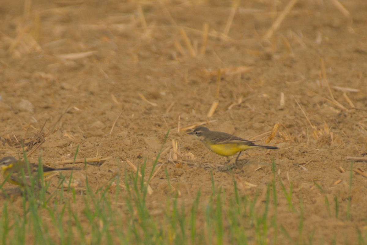 Жёлтая трясогузка - ML645944654