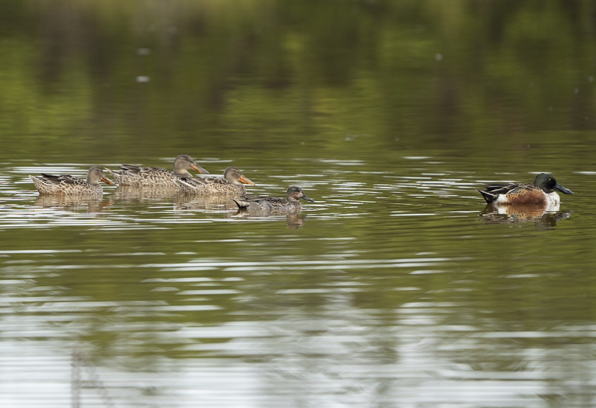 Чирок-свистунок - ML645944655