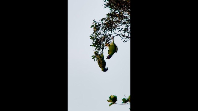 Краснохвостый амазон - ML645944656