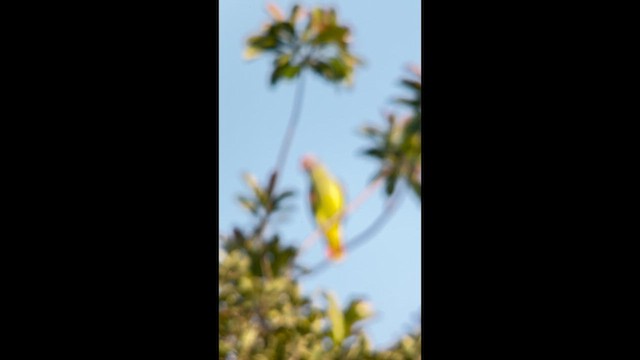 Краснохвостый амазон - ML645944657