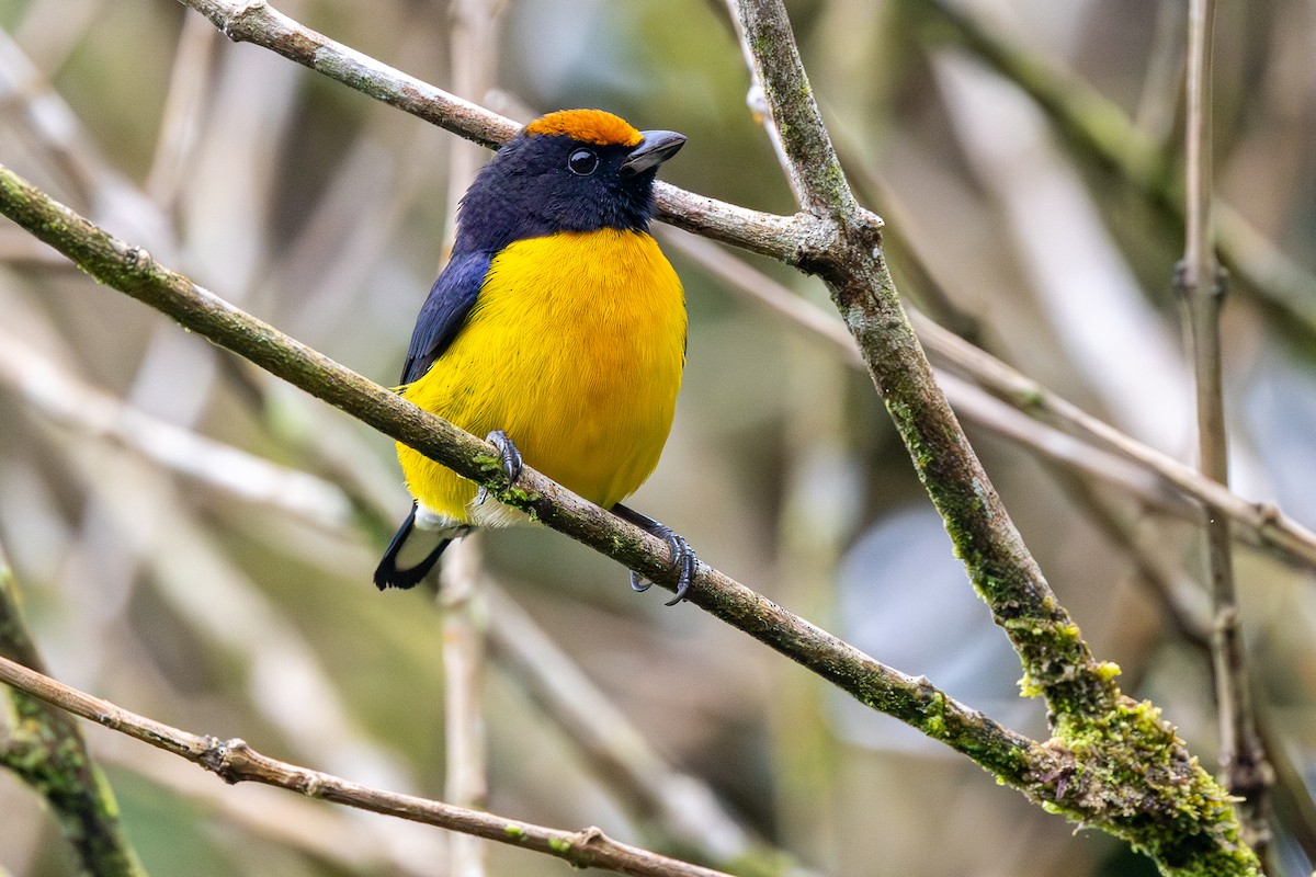 Корольковая эуфония - ML645944658