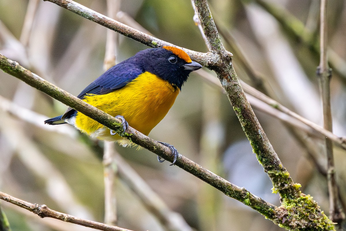 Корольковая эуфония - ML645944659