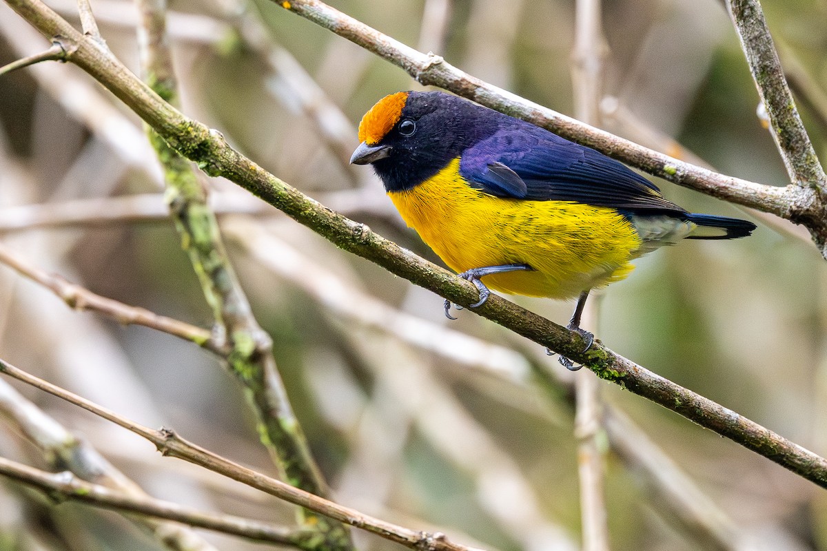 Корольковая эуфония - ML645944660