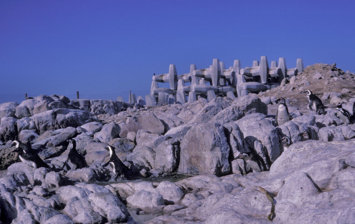 Очковый пингвин - ML645944661