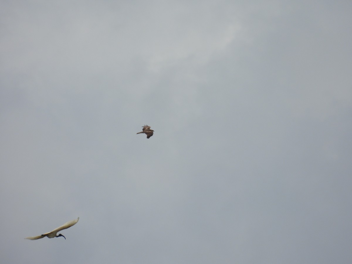 Черноголовый ибис - ML645944664