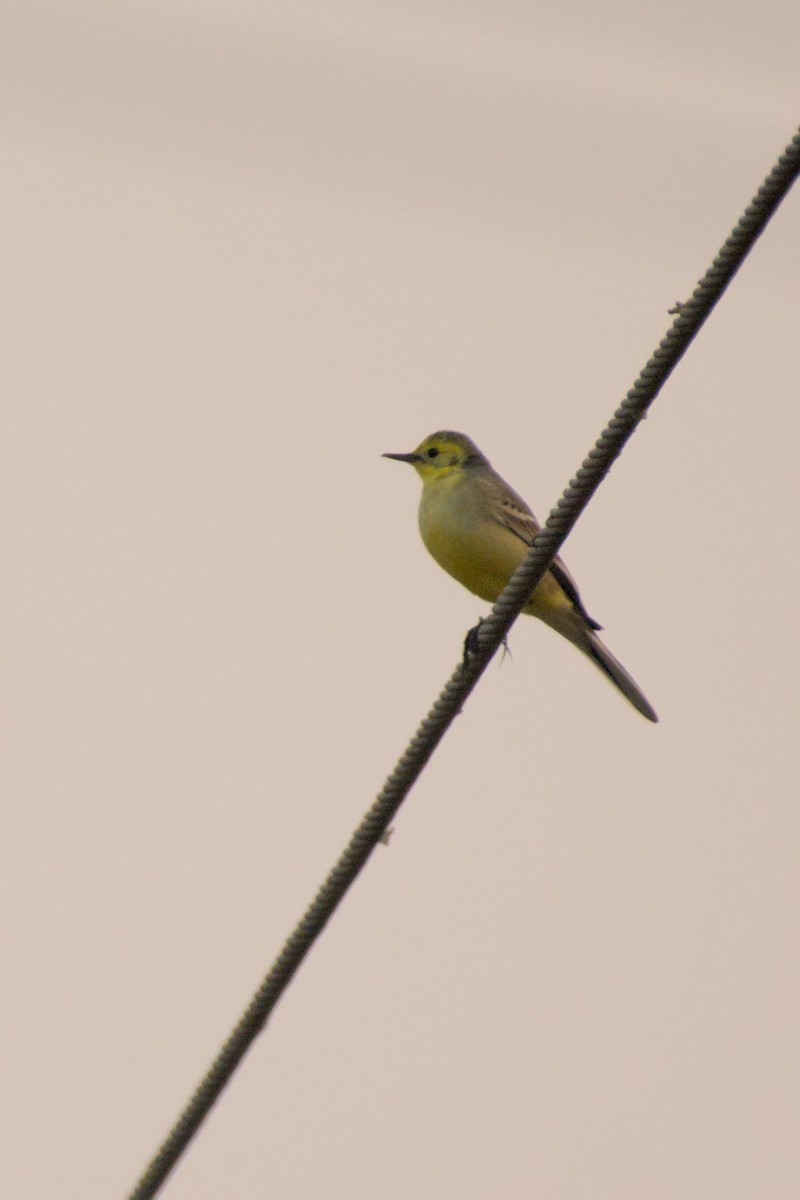 Желтоголовая трясогузка - ML645944665