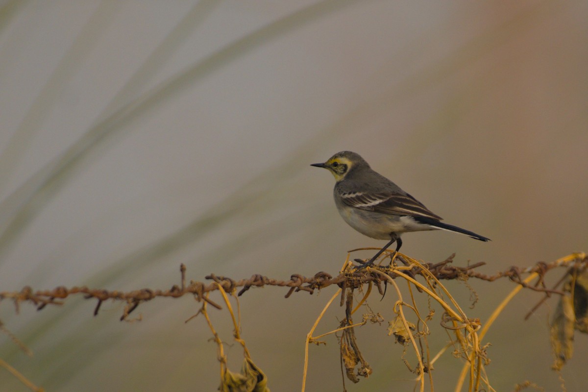 Желтоголовая трясогузка - ML645944666