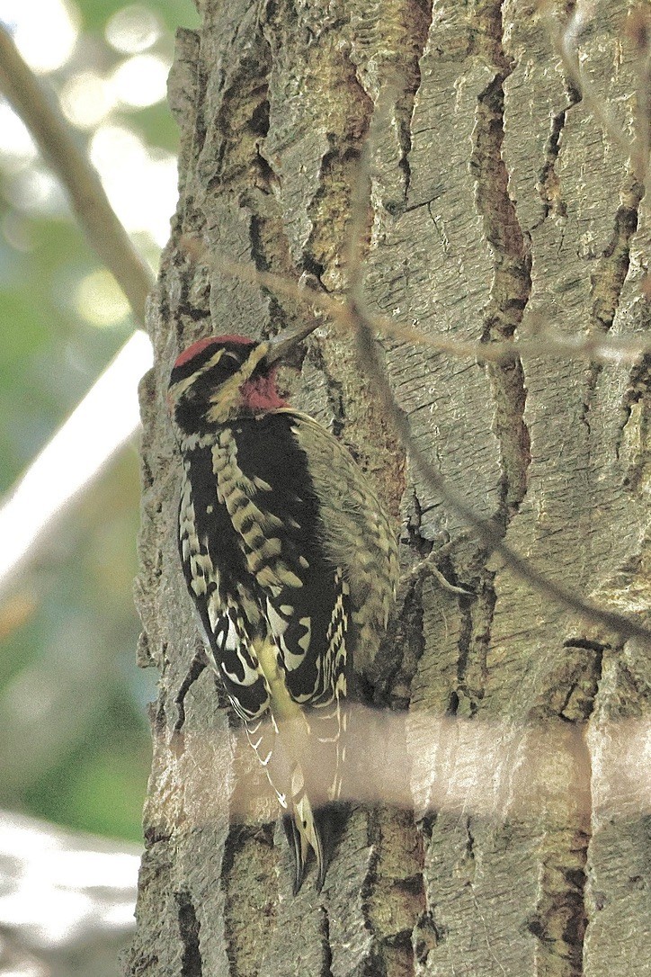 Красногорлый дятел-сокоед - ML645944670