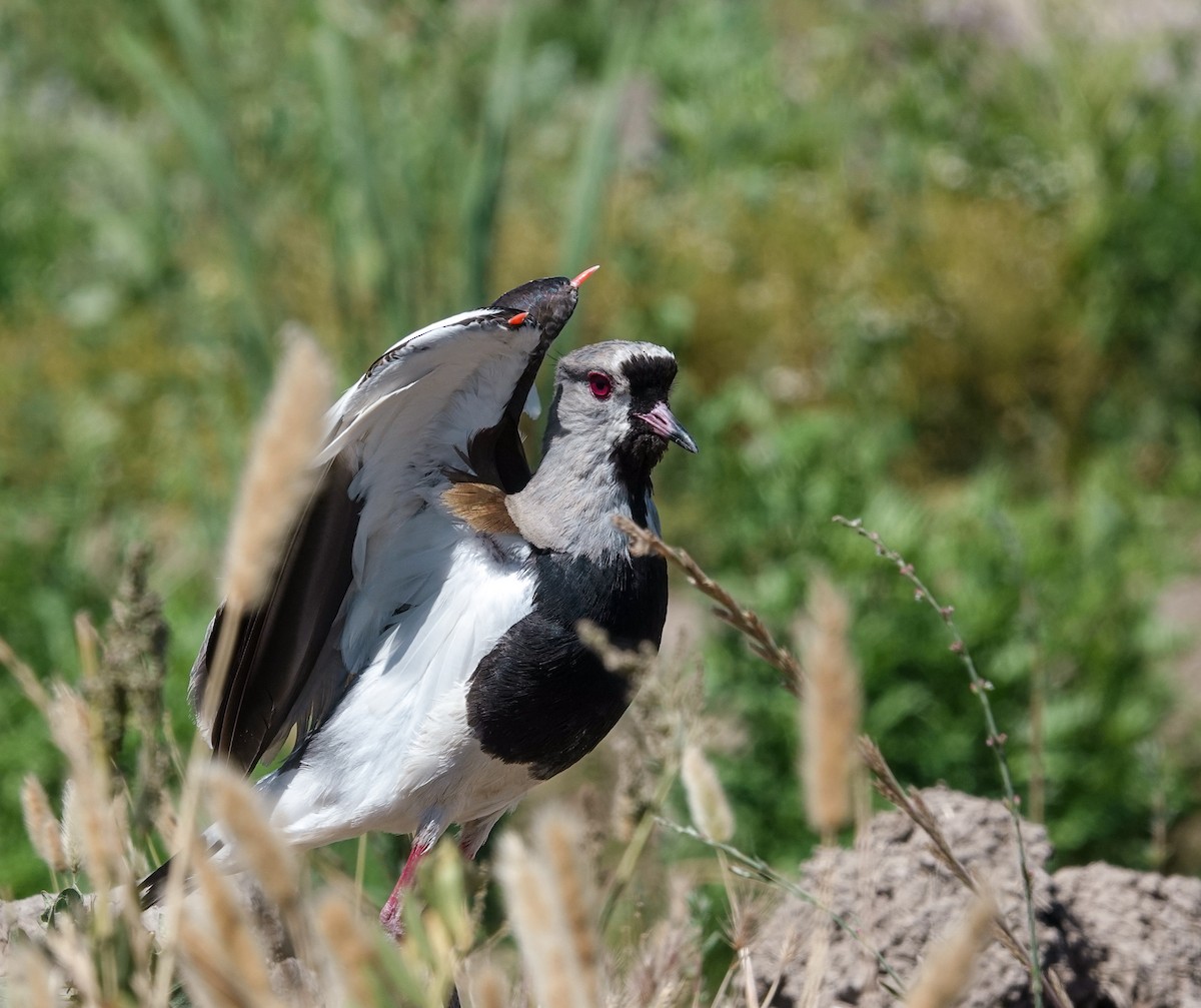 Кайеннский чибис - ML645944671