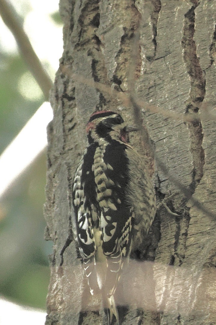 Красногорлый дятел-сокоед - ML645944673