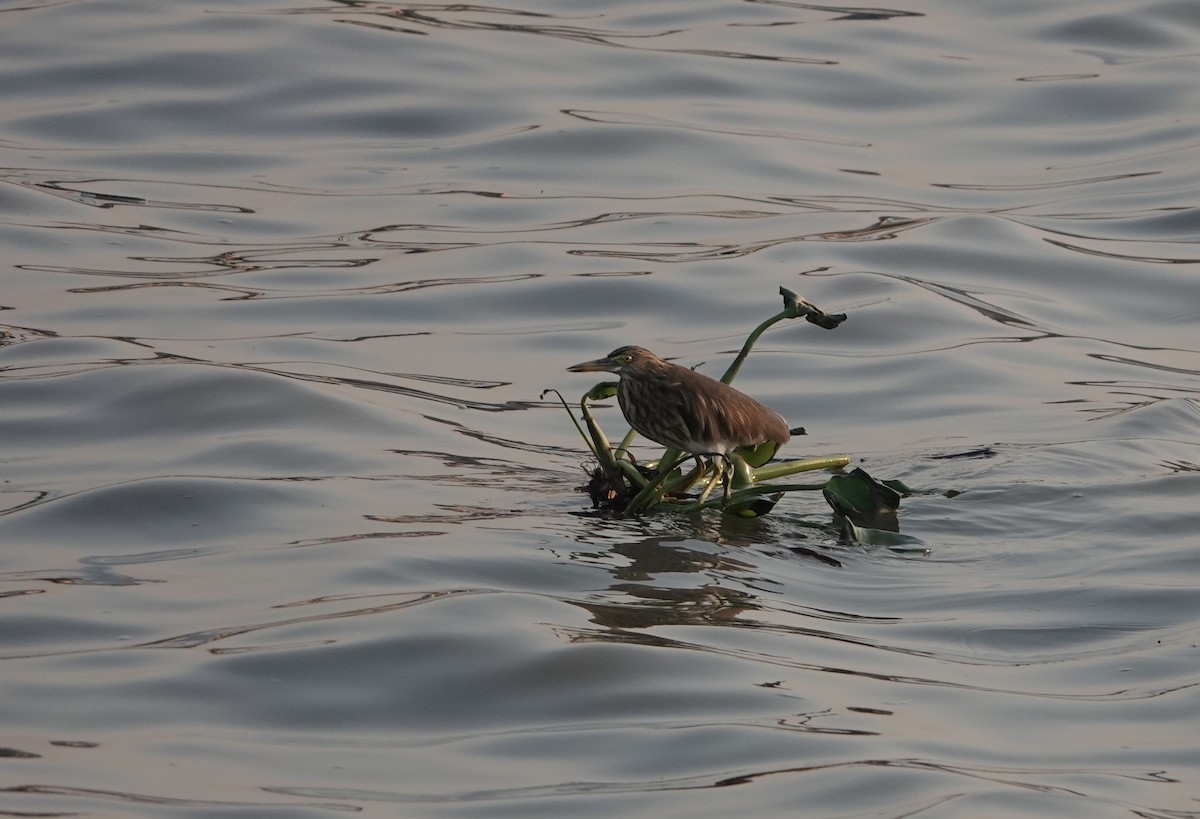 Индийская прудовая цапля - ML645944675