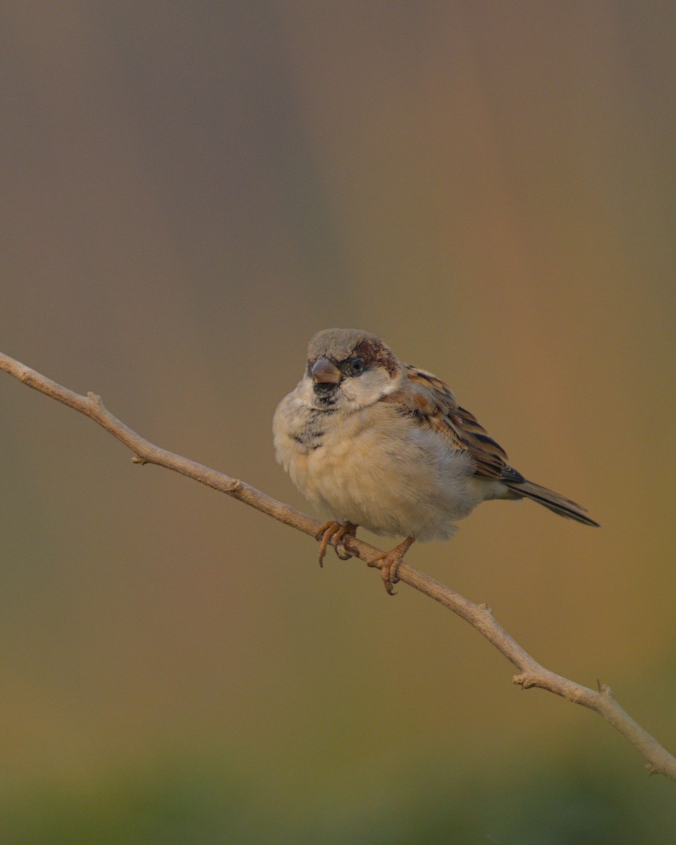 House Sparrow - ML645944677