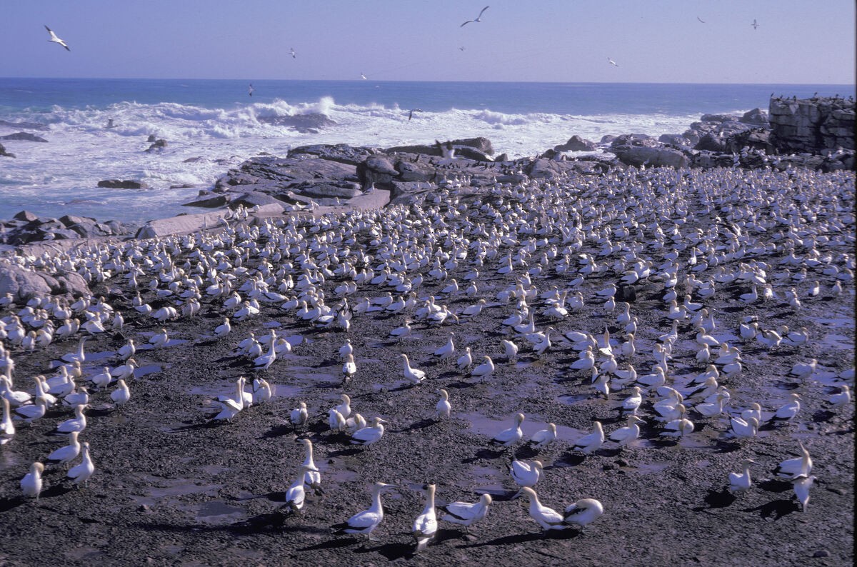 Cape Gannet - ML645944680