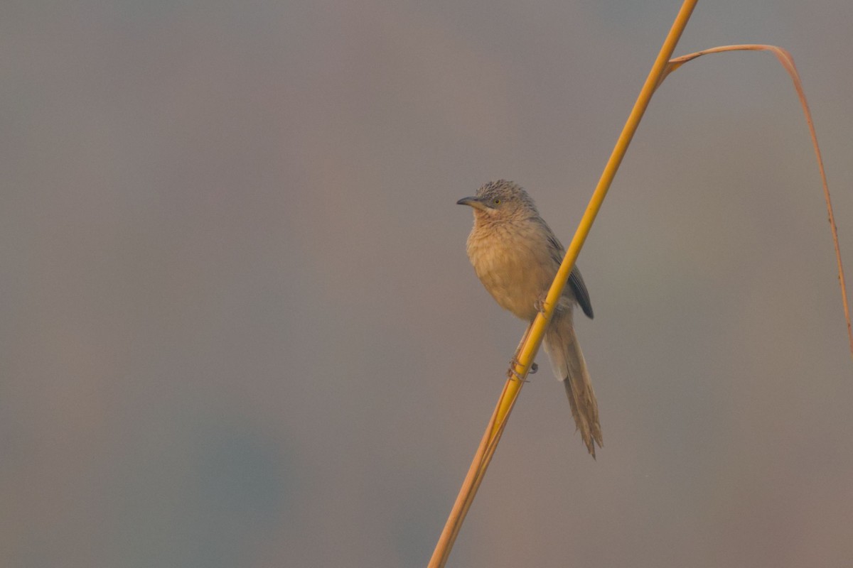 Striated Babbler - ML645944681
