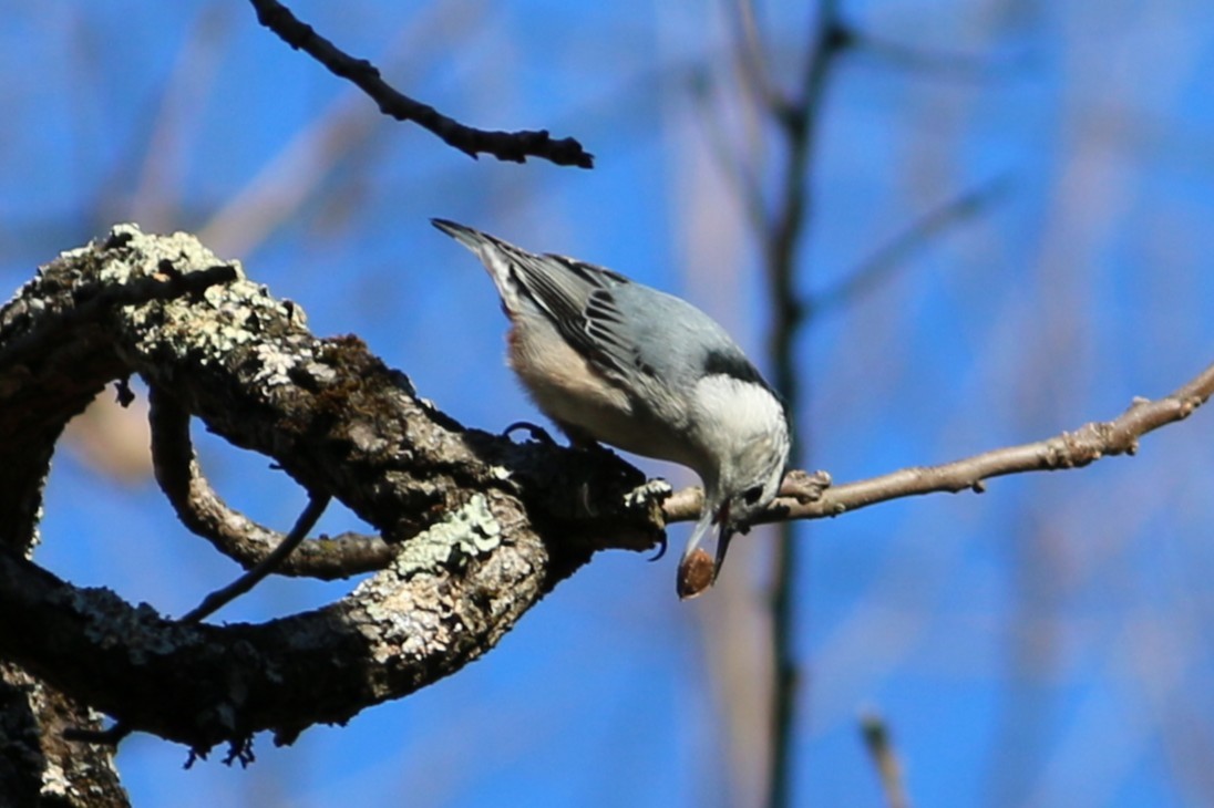 White-breasted Nuthatch - ML645944682