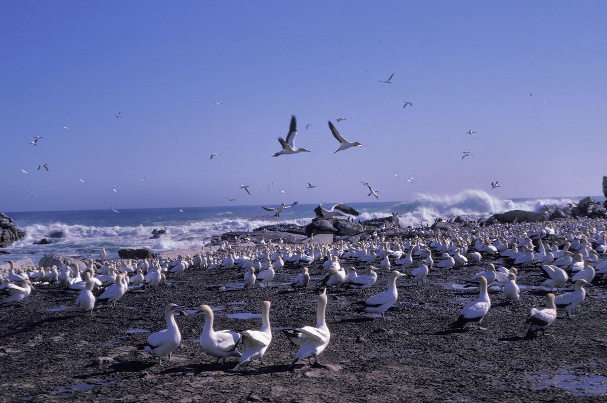 Cape Gannet - ML645944683