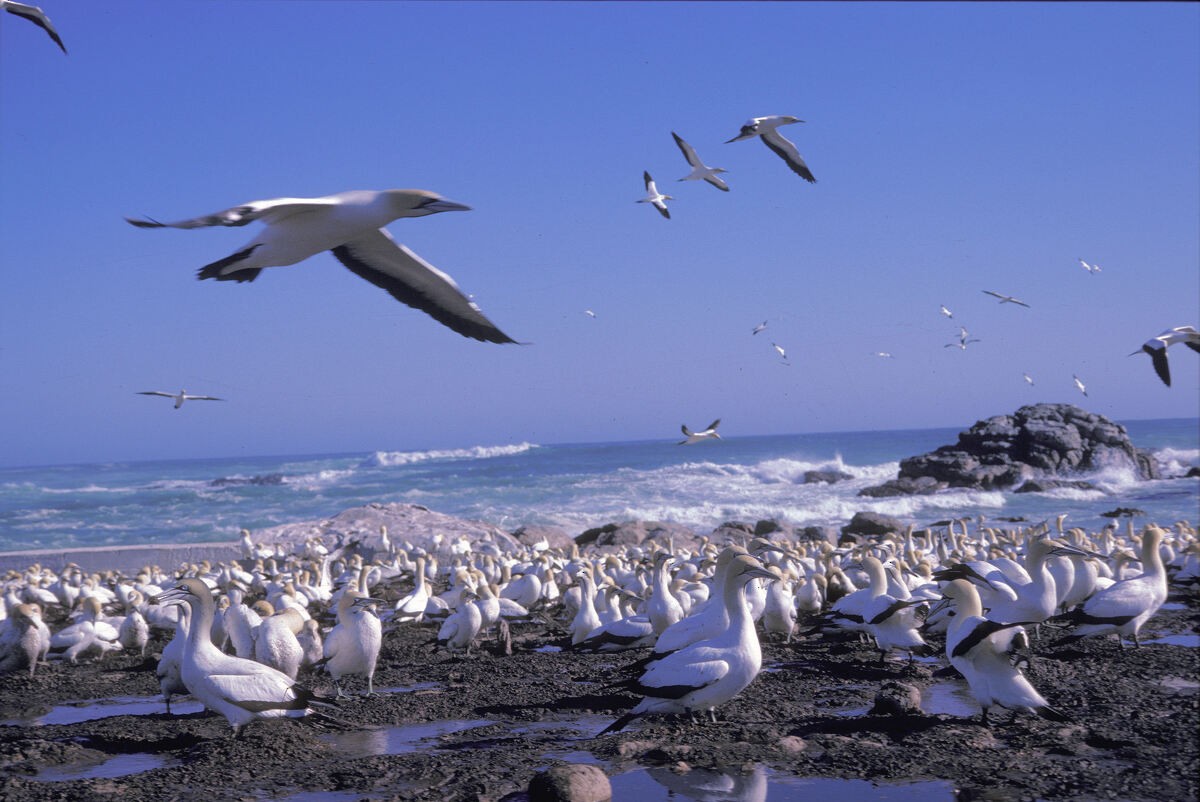 Cape Gannet - ML645944687