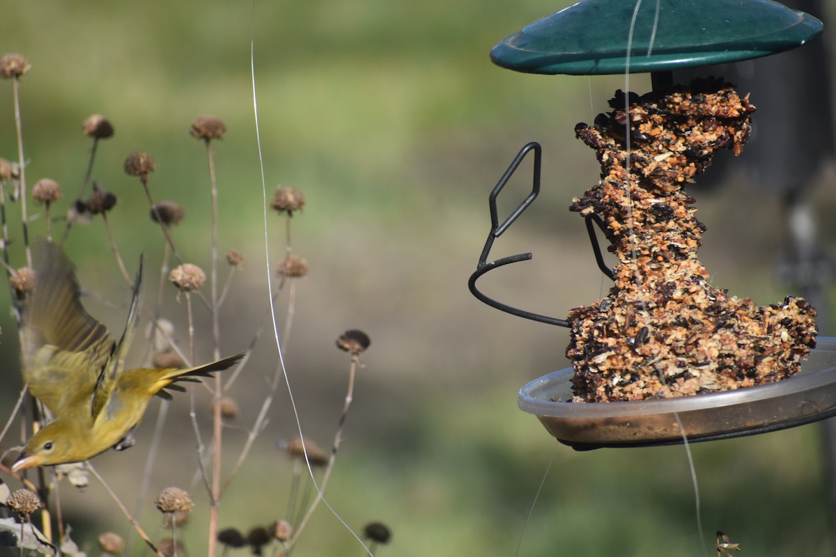 Summer Tanager - ML645944693