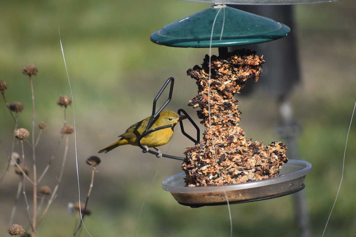 Summer Tanager - ML645944694