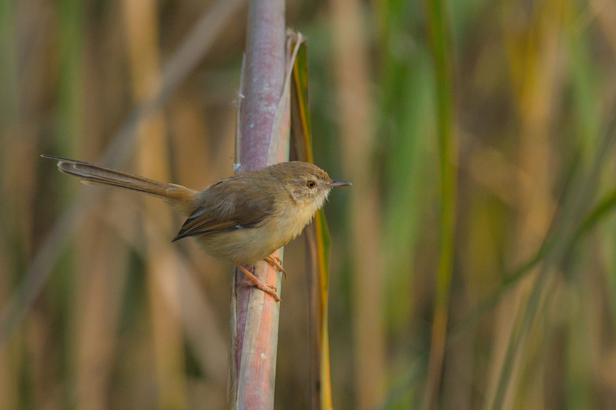 Plain Prinia - ML645944695