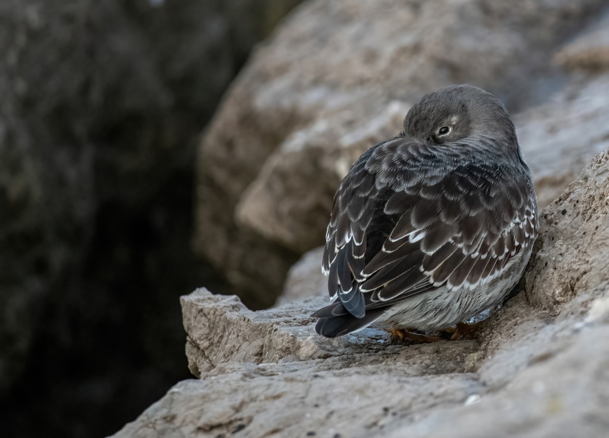 Purple Sandpiper - ML645944696