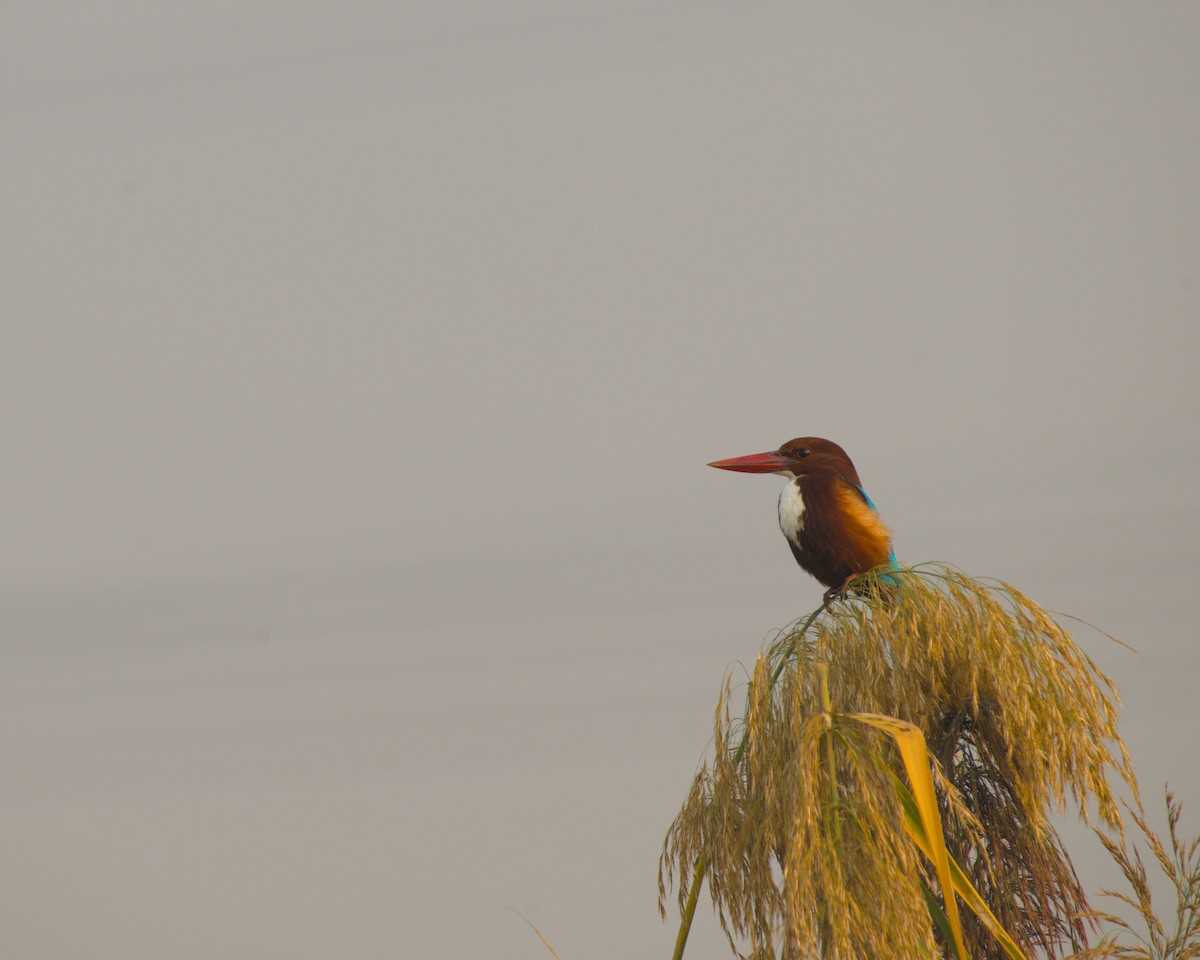 White-throated Kingfisher - ML645944699